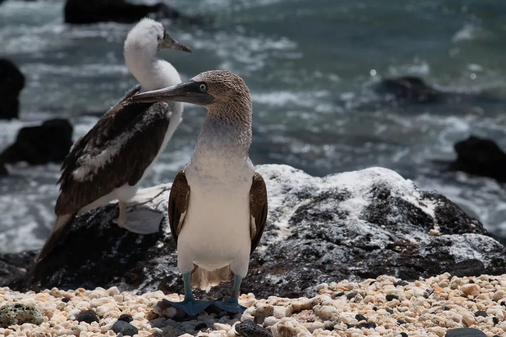 Isla Isabel, the place of birds