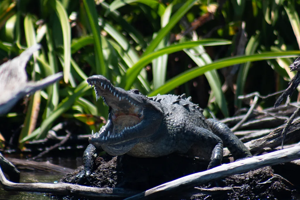 Matanchen - up and close with wildlife